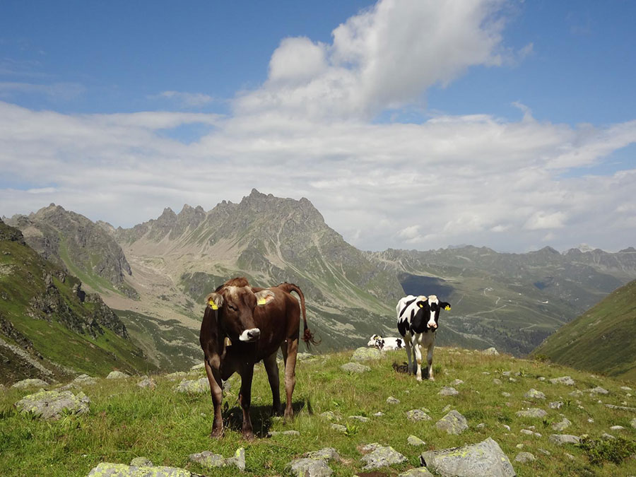 Kühe in der Alpe mit Bergen im Hintergrund